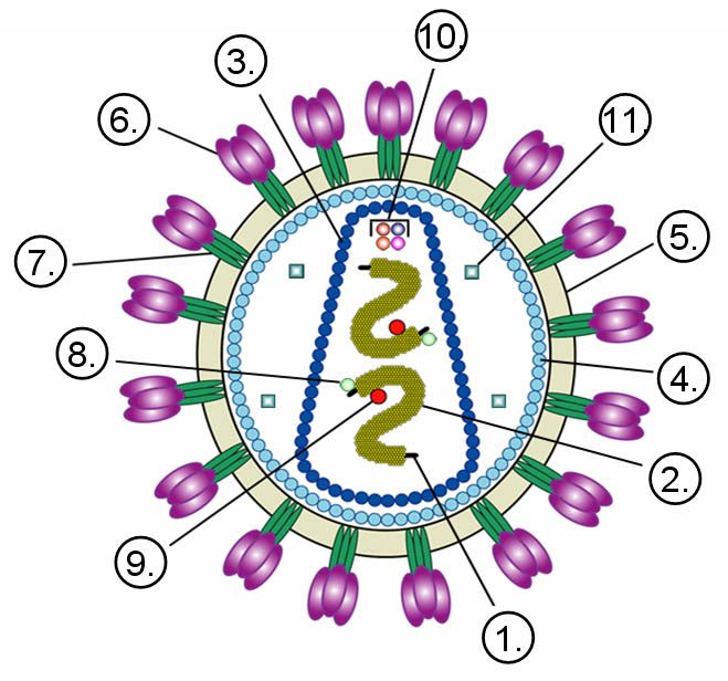 Структура віріону ВІЛ-1