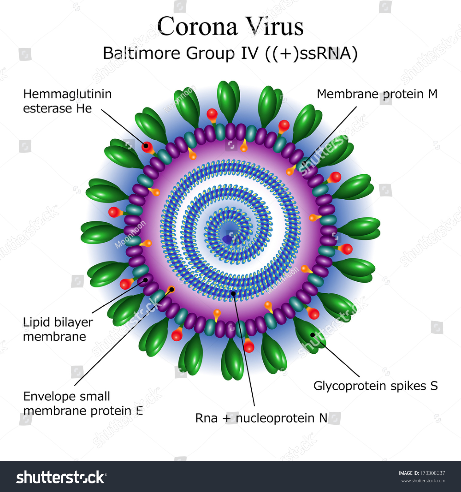 корона вірус COVID-19